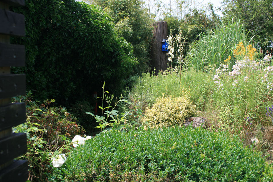 vorher: ueppige Stauden wo nun der neue Saunabereich steht, Gartenbau, Gartengestaltung, Wesel, Gilhaus